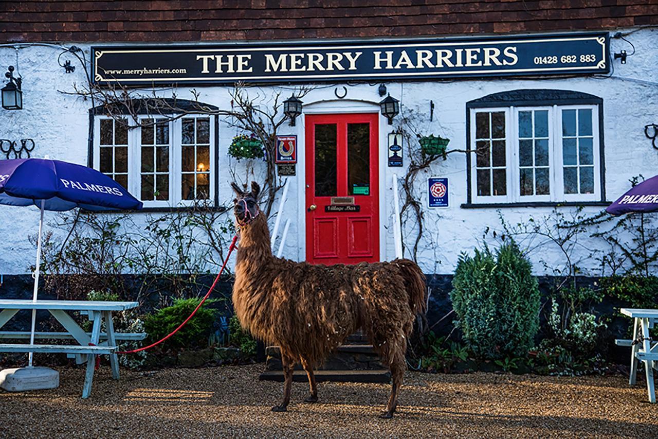 고달밍 The Merry Harriers B&B 외부 사진